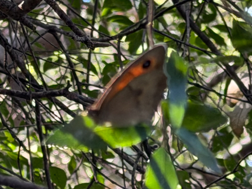 Meadow Brown
