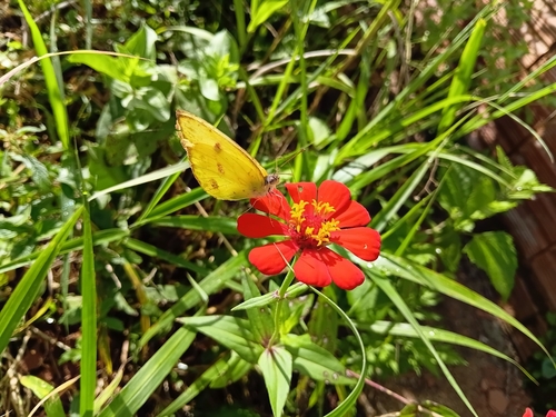 Cloudless Sulphur