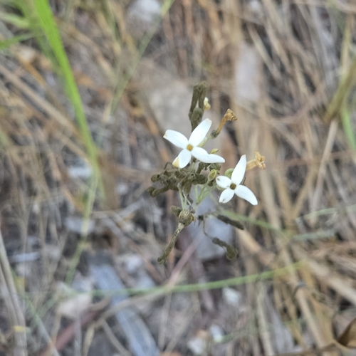 Mitrasacme connata (Mitrasacme connata)