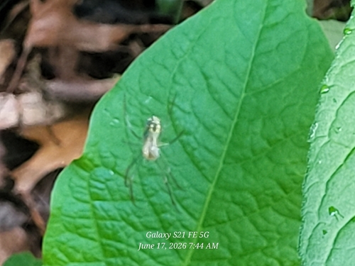 Orchard Orbweaver