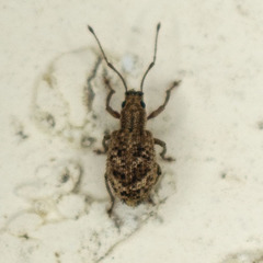 Pseudoedophrys