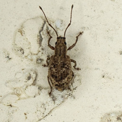 Pseudoedophrys