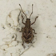 Pseudoedophrys