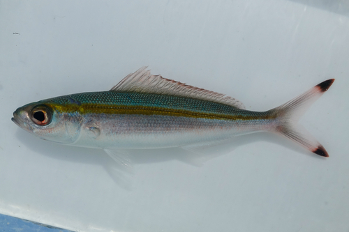 One-stripe fusilier (Pterocaesio tessellata) — Caesionidae — 2