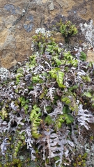 Cranfillia deltoides