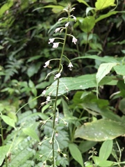 Lysimachia decurrens