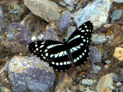 Neptis dejeani