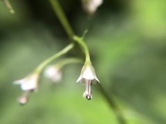 Lysimachia decurrens