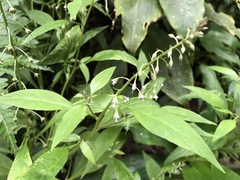 Lysimachia decurrens