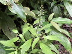 Lysimachia decurrens