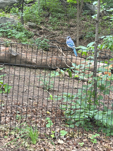 Blue Jay