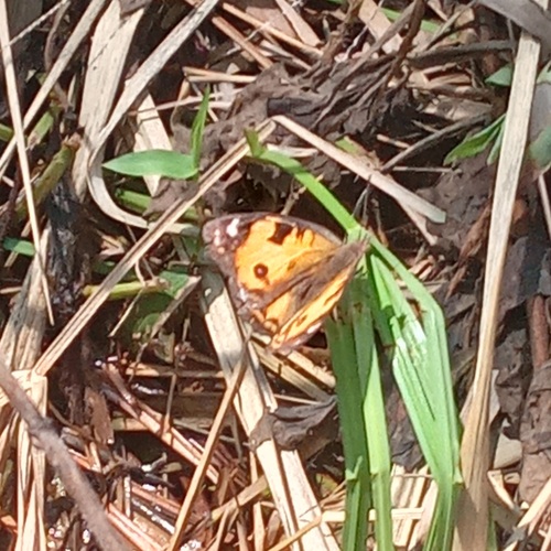 Yellow Pansy