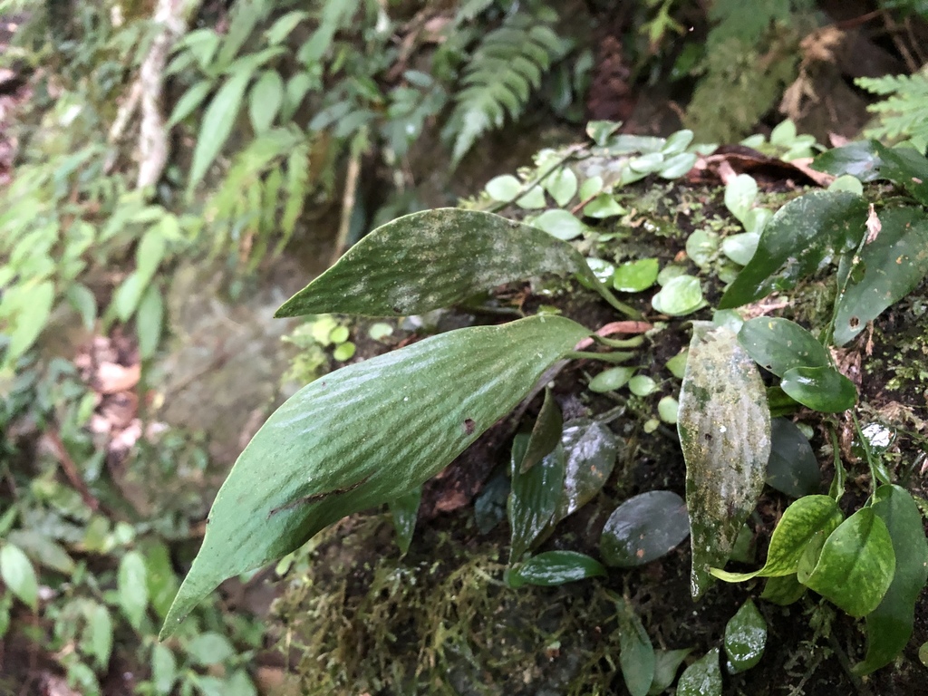 Antrophyum obovatum; photograph (c) 黃美滿, some rights reserved (CC BY)