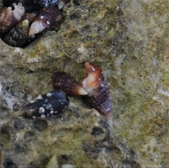 Cerithiidae