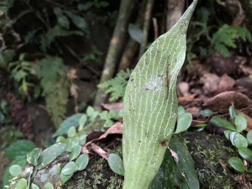 Antrophyum obovatum, photograph 5