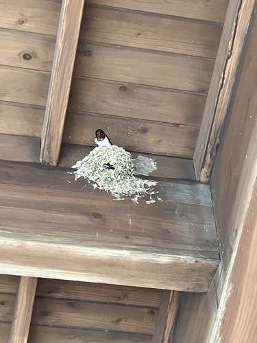 Amur Barn Swallow