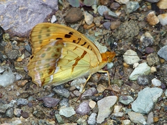 Argynnis laodice