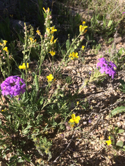 Glandularia wrightii