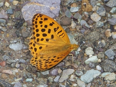 Argynnis laodice