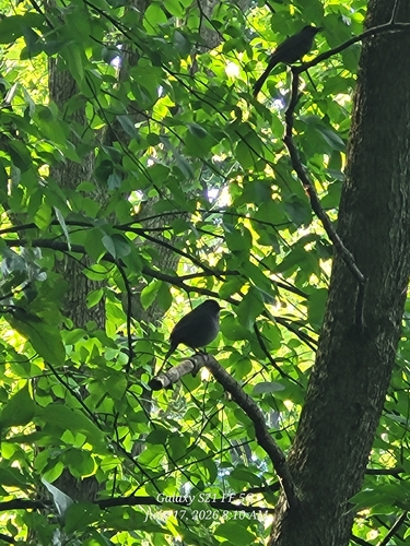 Gray Catbird
