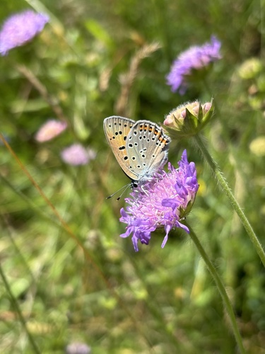Purple-shot Copper