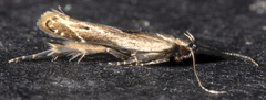 Monochroa gilvolinella