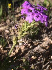 Glandularia wrightii