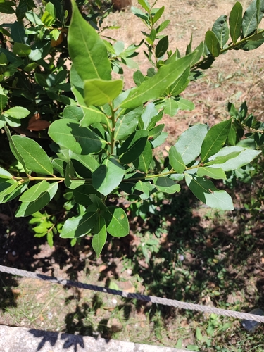 Bay laurel