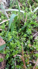 Galium perpusillum