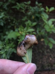 Exobasidium vaccinii