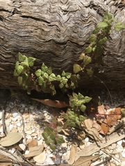 Parietaria praetermissa