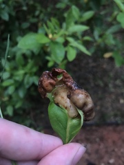 Exobasidium vaccinii