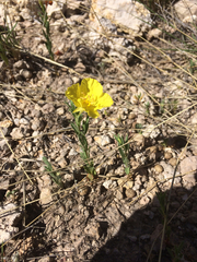 Oenothera tubicula