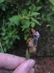 Exobasidium vaccinii