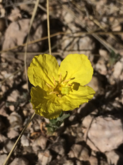 Oenothera tubicula