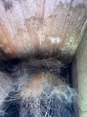 Poecile carolinensis