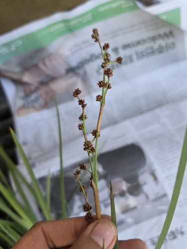 Machaerina glomerata iNat (3)