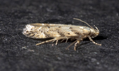 Coleotechnites thujaella