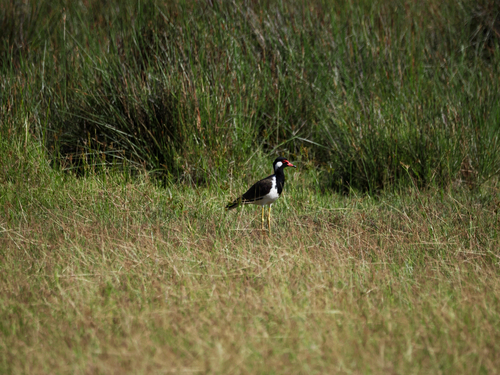 Sri Lanka Red-wattled Lapwing