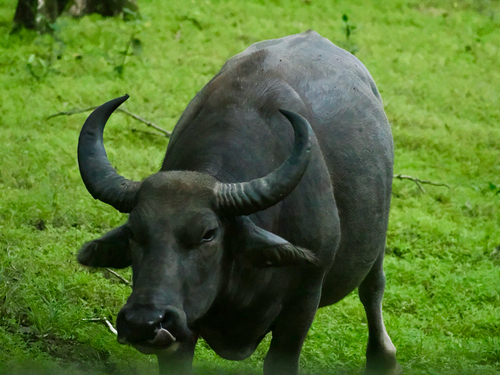 Wild Water Buffalo