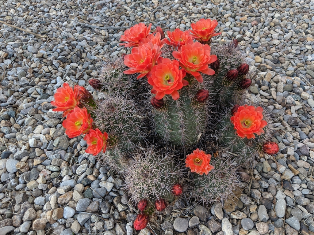 scarlet hedgehog cactus (Plants of Lathrop State Park)  iNaturalist