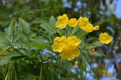 Magnoliopsida
