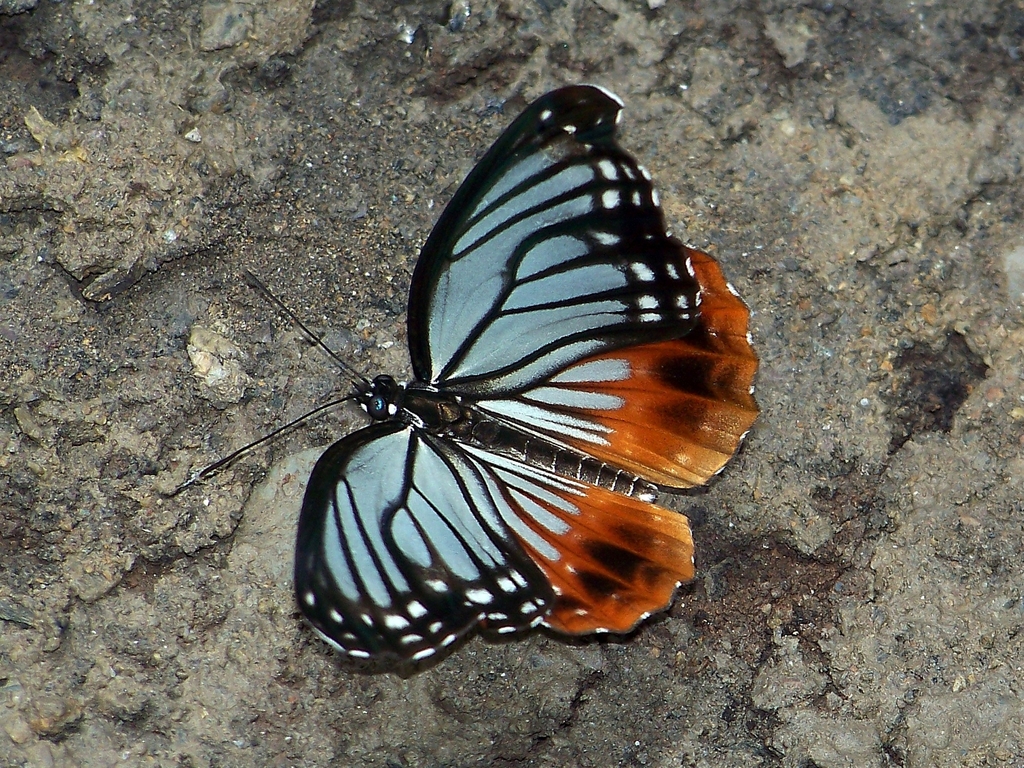 Aldania imitans