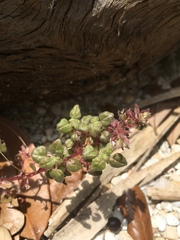 Parietaria praetermissa