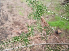 Melaleuca parvistaminea, photograph (c) grampianshiker, some rights reserved (CC BY)