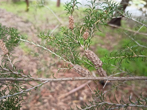 Melaleuca parvistaminea
