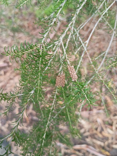 Melaleuca parvistaminea, photograph 2