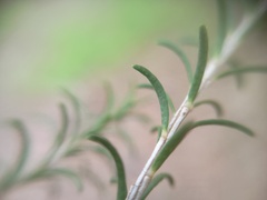 Melaleuca parvistaminea, photograph (c) grampianshiker, some rights reserved (CC BY)