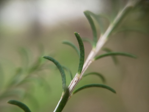 Melaleuca parvistaminea, photograph 4