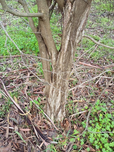Melaleuca parvistaminea, photograph 5